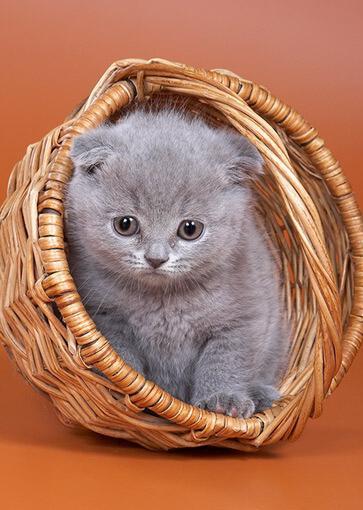 cute-kitten-04.jpg